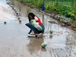 Cô gái hái dưa hấu liên tục 'vồ ếch' trên đường đất trơn trượt