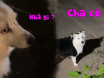 Chú chó nghịch ngợm bị cô chủ bắt bài nhanh chóng