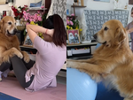 Chú chó tập yoga cùng cô chủ siêu đỉnh