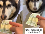 Chú chó giận dỗi vì bị ông chủ phân biệt đối xử
