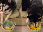 Husky trộm tiền của chủ giấu vào thùng rác