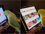 Sen xót của khi nhờ vẹt mở YouTube trên iPad