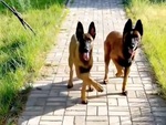 Hai chú chó nhảy chân sáo siêu dễ thương
