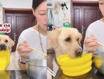 Chú chó chai mặt cầm tô năn nỉ cô chủ cho miếng phở