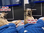 Chú chó đánh thức sen dậy bằng 'cả tính mạng'