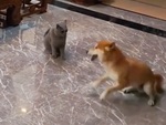 Chú chó 'sang chấn tâm lý' khi bị mèo tát