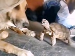 Rùa nổi quạu khi bị chó ngoạp đầu