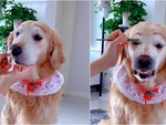Chú chó 'cười miết' khi được sen trang điểm