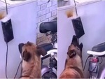 Chú chó nhanh trí rút ổ cắm khi thấy bình sạc xe đạp điện bị cháy