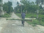 Tài xế ô tô bất lực khi gặp 'người vận chuyển' chở cây chuối