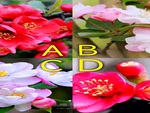 Quiz: Vận may của bạn sắp tới ra sao
