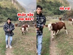 Thanh niên nhảy vũ điệu Làng lá bị bò rượt