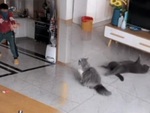 Hai chú mèo diễn sâu khi gặp trộm