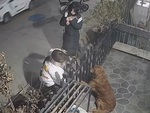 Chú chó sung sướng khi được 2 cô gái lạ vuốt ve