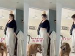Chú chó giả vờ ngáo ngơ khi chơi trốn tìm với sen