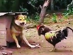Gà trống đá chú chó 'lên bờ xuống ruộng'