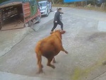 Lái buôn bỏ chạy trối chết khi dẫn bò lên xe tải