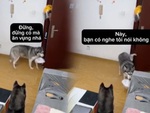 Hai chú chó thông minh biết nhận hàng giùm chủ