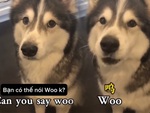 Ngỡ ngàng với độ thông minh của chú chó husky