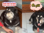 Chú chó lém lỉnh giấu xúc xích để ăn vụng