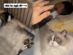 Chú mèo chăm cậu chủ như bảo mẫu