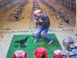 Hai thanh niên bị gà chọi rượt chạy té khói