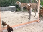Chó, gà đánh nhau với bóng mình trong gương