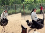 Cô gái kêu trời khi cưỡi đà điểu