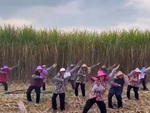 Vũ điệu Làng lá phiên bản thu hoạch mía
