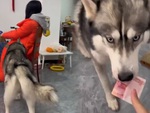 Husky giúp sen trộm tiền của nóc nhà