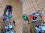Chú mèo làm cả nhà mất ăn vì mâm cơm để nửa vời trên bàn