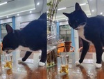 Chú mèo say rượu đi loạng choạng lên cầu thang