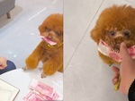 Chú chó trộm tiền của 'nóc nhà' đưa cho sen