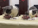 Chú mèo hướng dẫn ăn cherry siêu đáng yêu