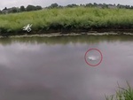 Flycam bị cá lóc giật xuống mương