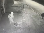 Giữa đêm lái ô tô đi trộm cây đào