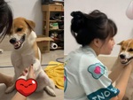 Chú chó 'bằng mặt không bằng lòng' khi sen cưng nựng