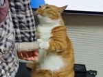 Những chú mèo làm nũng siêu đỉnh