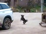 Chú chó liên tục lộn santo siêu đỉnh