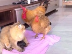 Vợ chồng gà ngơ ngác khi thấy mèo nhận nhầm con