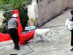 Chú chó nằm tắm nắng hoảng hồn khi bị chăn trùm kín người