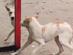 Chú chó hoảng hồn khi thấy bóng mình trong gương