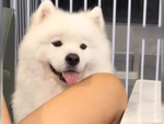 Những chú chó Samoyed siêu đáng yêu