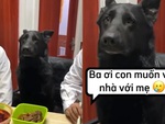 Chú chó hú hồn vì lỡ dại đòi theo cậu chủ đi nhậu