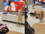 Chú chó cạp vịt quay trong tivi