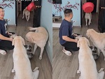 Chú chó lém lỉnh khiến ông chủ hoảng hồn với bát cơm siêu to