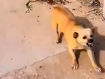 Chú chó hết hổ báo khi thấy chó đại ca