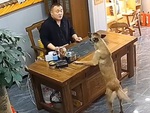 Chú chó cãi nhau tay đôi với sen khi bị mắng