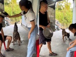 Chú chó ủng hộ ông chủ trị 'nóc nhà'