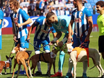 Cầu thủ Espanyol ra sân cùng những chú chó bị bỏ rơi
